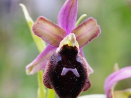 Ophrys_biscutella_x_O._promontorii_Mattinata_Coppa_Guardiola